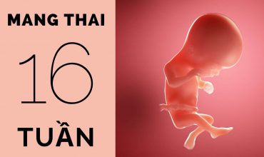 pha-thai-16-tuan